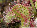 D-prolifera06