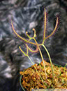 D-multifida02