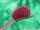 Flytraps25
