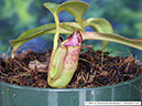 N-ephippiata