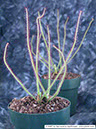 D-graminifolia02