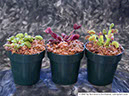 Flytraps23