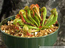 Darlingtonia11