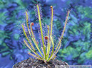 D-hybrida03