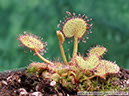 D-prolifera02