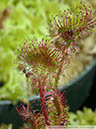 D-rotundifolia04