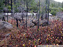 Darlingtonia24