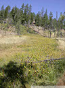 Darlingtonia08