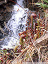 Darlingtonia21