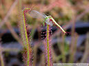 D-graminifolia03