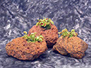 Flytraps22