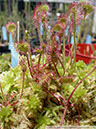 D-rotundifolia05