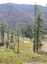 Darlingtonia10