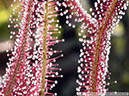 D-multifida05