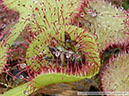 D-prolifera05