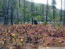 Darlingtonia25