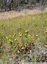 Darlingtonia07