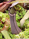 N-albomarginata02