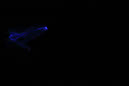 DPP_0474