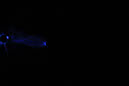 DPP_0251
