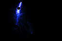 DPP_0541