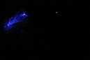 DPP_0347