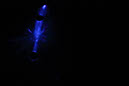 DPP_0542