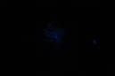 DPP_0173