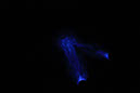 DPP_0208