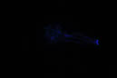DPP_0166