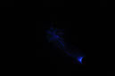 DPP_0181