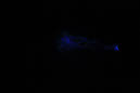 DPP_0162