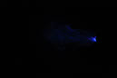 DPP_0152
