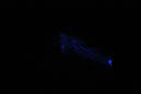 DPP_0179