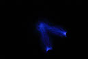 DPP_0210