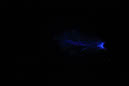 DPP_0150