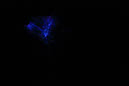 DPP_0033