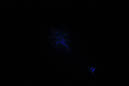 DPP_0183