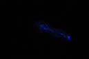 DPP_0178