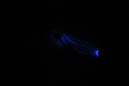 DPP_0177