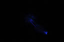 DPP_0191