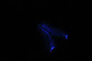 DPP_0204