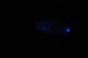 DPP_0157