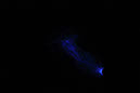 DPP_0189