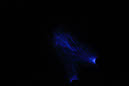 DPP_0199