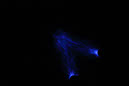 DPP_0207