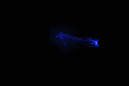 DPP_0127