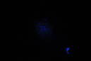 DPP_0184
