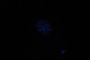 DPP_0197