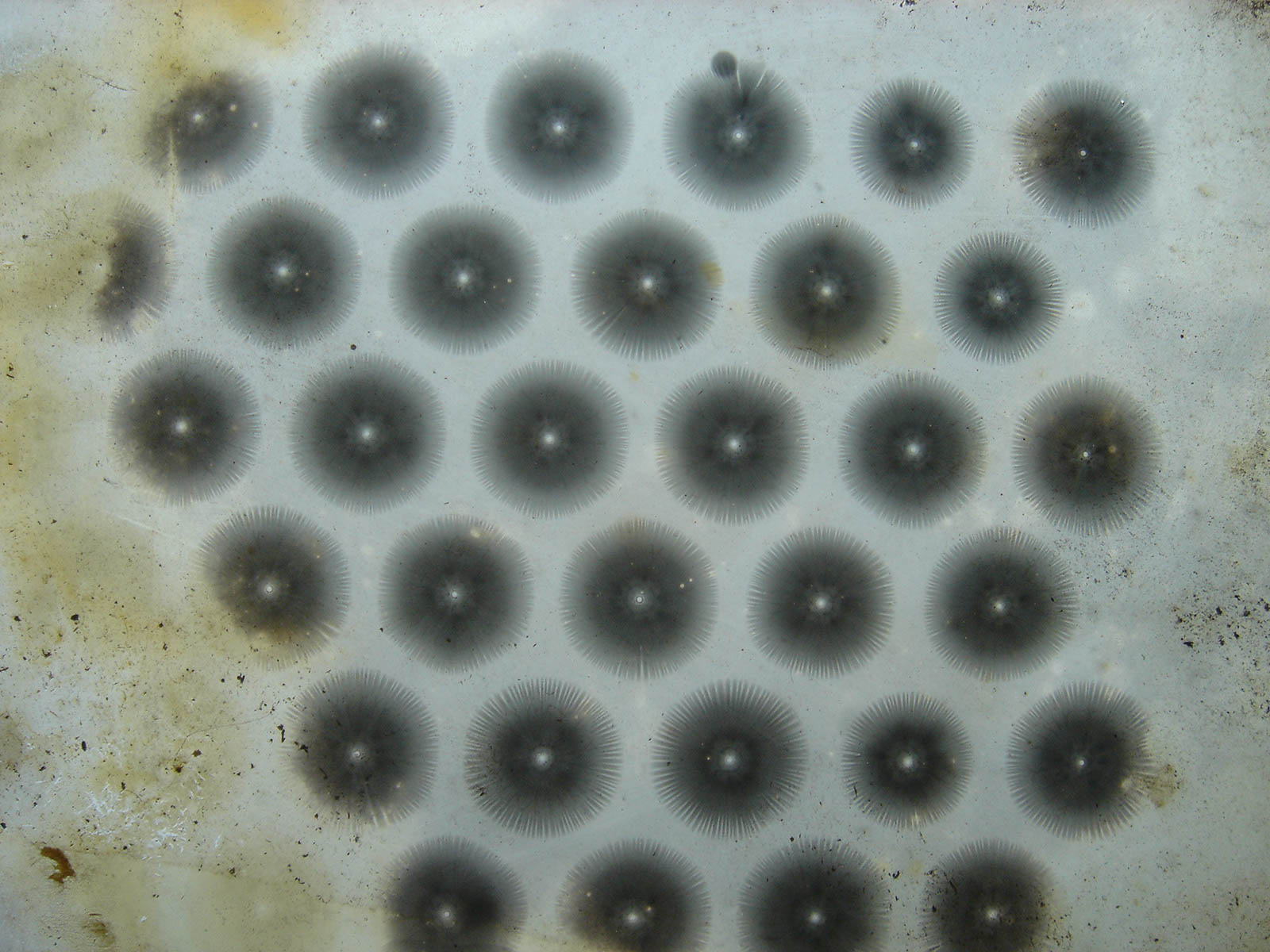 DSC01452